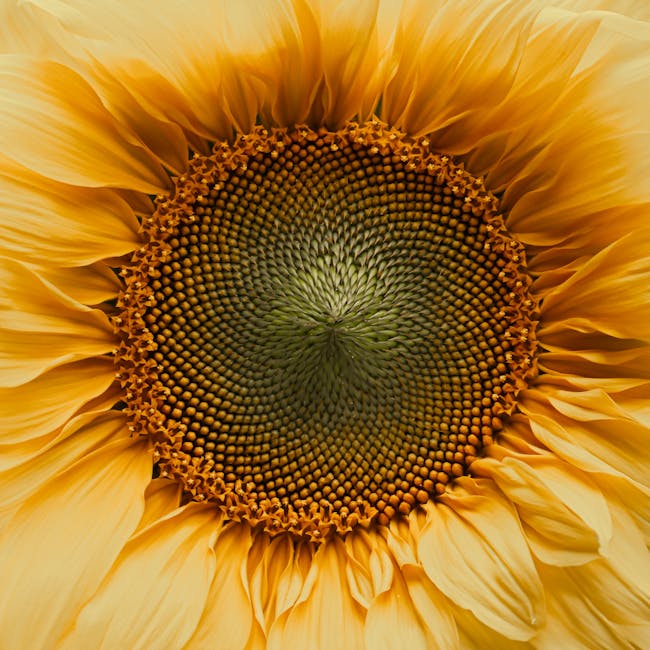 Girasol