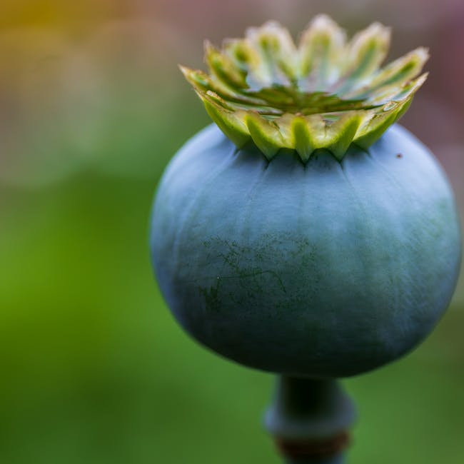 Amapola