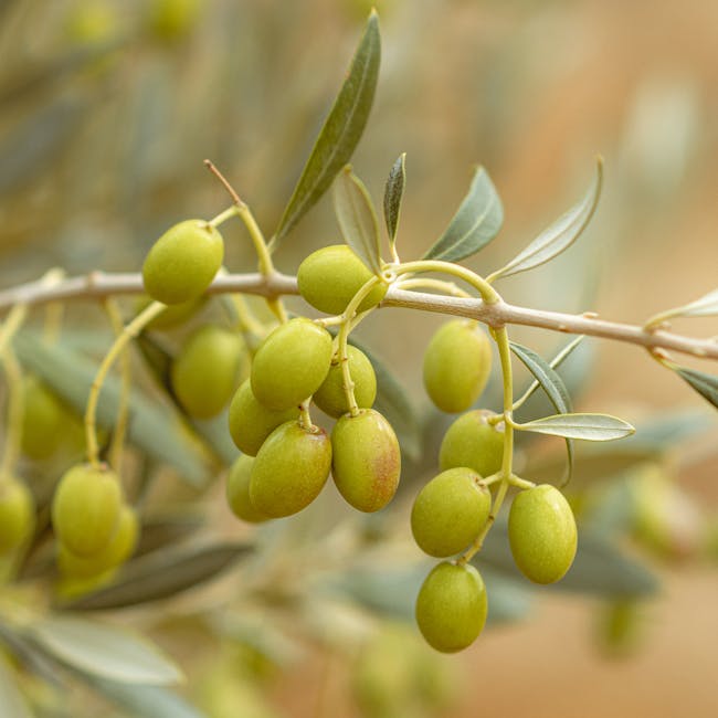 Aceite de oliva Oleovares del Sol